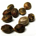 Семена марихуаны АК-47  (Seeds AK-47) в Нальчике